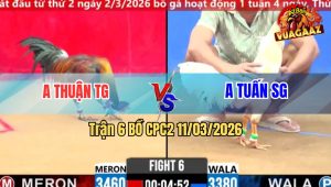 Trận 6 Bồ CPC2 11/3/2026 - Bướm Đá Điều Té Giả Điều Đá Lại Bướm Chạy