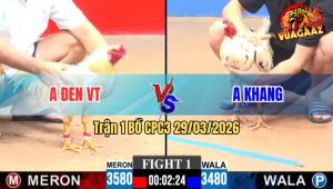 Trận 1 CPC3 29/03/2026 - Đỏ Chiếm Thế Thắng Nhưng Không Biết Tận Dụng Để Cầm Hòa