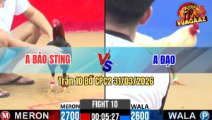 Trận 10 Bồ CPC2 31/3/2026 - Điều Nhập Idol Đá Bít Cửa Gà Bướm Không Có Đường Ra