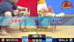 Tran 10 CPC2 19032026 Do Da Chan Nhu Cay Dap Xanh Xiu Gong Khong Noi Rinh Ra