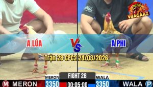 Trận 28 Bồ CPC2 24/3/2026 - Xanh Canh Chặn Khôn Như Người Đâm Đỏ Cây Lọt Té Tại Chỗ