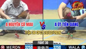 Trận 30 Bồ CPC2 24/3/2026 - Xám Đá Chậm Mà Chắc Đâm Cây Lưng Que Sụm Nụ