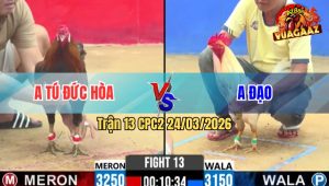 Trận 13 Bồ CPC2 24/3/2026 - Bướm Đá Điều Muốn Hư Điều Đá Lọt Lại Cây Ói