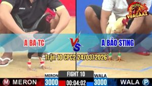 Trận 10 CPC2 24/03/2026 - Bướm Idol Đá Lọt Cây Que Gày Dò Nhanh Lẹ