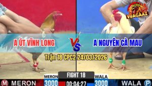 Trận 18 Bồ CPC2 24/3/2026 - Úa Đá 1 Tay Nước Đâm Xám Chìm Xuồng Nhanh Gọn