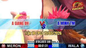 Trận 10 CPC3 15/03/2026 - Bướm Tốc Độ Đá Điều Xỉu Tại Ô