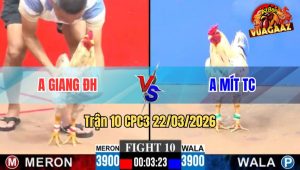 Trận 10 CPC3 22/03/2026 - Bướm Anh Giang Đá Cây Lưng Anh Mít 3 Con Thua Cặp Rưỡi