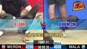 Tran 11 CPC2 20032026 Dieu Da Cay Ngay Dau Dam Bong Chet Het Cuu 2