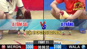 Trận 11 CPC2 25/03/2026 - Gà Xanh Thắng Trà Ôn Buông Đuôi Là Đá Hạ Đỏ Nhanh Gọn