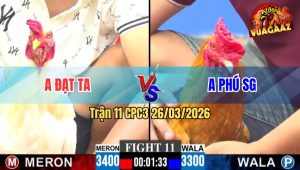 Trận 11 CPC3 26/03/2026 - Gà Khét Đâm Cựa Nào Là Ra Cựa Đó Bướm Muốn Phản Nhưng Không Thành