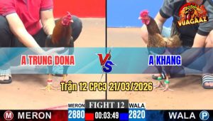 Trận 12 CPC3 21/03/2026 - Mã Lại Gồng Cựa Quá Tốt Cầm Hòa Thành Công