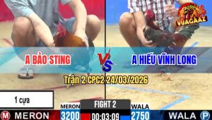 Trận 2 Bồ CPC2 24/3/2026 - Xanh Quá Trâu Gồng Phút 90 Bỏ Mặt Hòa Đáng Tiếc Cho Idol