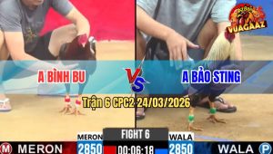 Trận 6 Bồ CPC2 24/3/2026 - Chuối Idol Đâm Cây Nghiệt Điều Tai Biến Hết Cứu