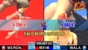 Trận 12 CPC3 29/03/2026 - Điều Đâm Như Cái Máy Hạ Xanh Gọn Gàng
