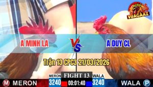 Trận 13 CPC3 21/03/2026 - Đỏ Của Má Minh Đá Cựa Quá Cựa Xanh La Miệng Trong Tay Nước Đầu