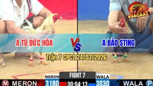 Trận 7 Bồ CPC2 24/3/2026 - Bướm Đá Nhanh Như Điện Cú Idol Không Có Đường Ra