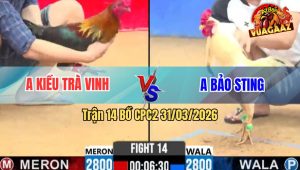 Trận 14 Bồ CPC2 31/3/2026 - Bướm Đá Bạc Ăn 6 Buông Ra Điều Siết Mấy Chân Bay Bồ