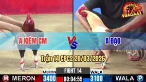 Tran 14 CPC2 20032026 Dieu Duoi Lao Nhap 3 Chan Dam Ua Chay La Mieng 2