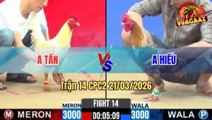 Trận 14 CPC2 21/03/2026 - Uá Chân Xanh Siết Đúng 1 Tay Nước Đâm Xanh Xòe Đui