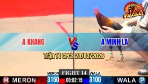 Trận 14 CPC3 24/03/2026 - Gà Đỏ Của Khang Ra Vài Chân Bưng Má Minh Ra Sân