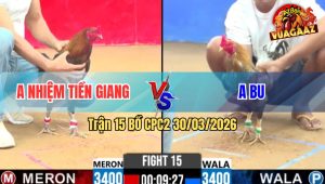 Trận 15 Bồ CPC2 30/3/2026 - Điều Quá Đâm Bướm Dính Cựa Xỉu Trong Tim Xỉu Ra