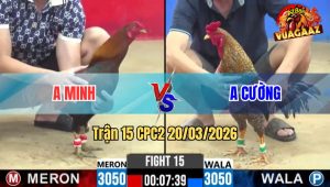 Tran 15 CPC2 20032026 Dieu Cop Idol Da Cay Lot Dam Cu Oi Chet Tu Tu 2