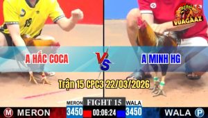 Trận 15 CPC3 22/03/2026 - Xám Đá Nhập Vô Là Có Cựa Đâm Khét Chết Đứng Tại Chỗ