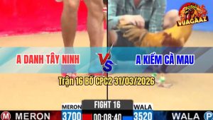 Trận 16 Bồ CPC2 31/3/2026 - Khét Nuôi Tang Bị Điều Đá Phản Chân Ói