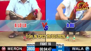 Tran 16 CPC2 19032026 Khet Trau Nhung Dieu Da Lau Cung Chet