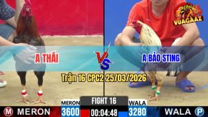 Trận 16 CPC2 25/03/2026 - Khét Vô Dàn Nạp Nóng Lạnh Buông Ra Bướm Ói Chết Tại Chỗ