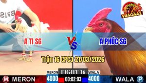 Trận 16 CPC3 21/03/2026 - 2 Con Giao Chân Khủng Khiếp Điều Canh Chặn Tốt Đá Bướm Té Xỉu