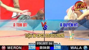 Trận 16 CPC3 22/03/2026 - Xám Quá Trâu Đá Bướm Té Tuyệt Đối Hết Cứu