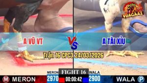 Trận 16 CPC3 24/03/2026 - Điều Form Gà Mau Lẹ Ra Đá Xanh Không Lối Thoát