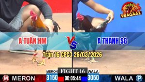 Trận 16 CPC3 26/03/2026 - Gà Xanh Đâm Toàn Mu Lưng Hạ Đỏ Tuyệt Đối