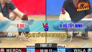 Trận 17 Bồ CPC2 30/3/2026 - Uá Điềm Tĩnh Đứng Tại Chỗ Đá Cũng Ăn