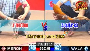 Trận 17 CPC3 21/03/2026 - Đỏ Chân Cẳng Linh Hoạt Đâm Cựa Tịch Khét Gãy Tuyệt Đối