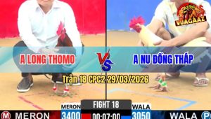 Trận 18 Bồ CPC2 29/3/2026 - Long Thomo Gom Phiếu Gặp Cọp Anh Nu Chấp 4 Chấm Gà