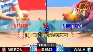 Trận 18 CPC3 28/03/2026 - Gà Khét Dày Gà Đâm Cựa Tịch Điều Vài Chân Là Xách Đuôi Ra