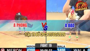 Trận 19 Bồ CPC2 31/3/2026 - Xanh Chấp Ngông Buông Ra Đỏ Đá Như Con