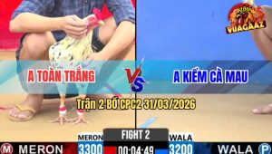 Trận 2 Bồ CPC2 31/3/2026 - Kiểm Cà Mau Xổ 500 Triệu Với Toàn Trắng Trà Vinh