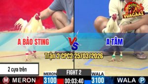Trận 2 CPC2 25/03/2026 - Úa Bảo Sting Chấp Ngông Phút 90 Té Gió Thua Đau