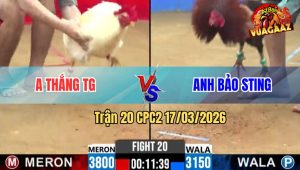 Trận 20 CPC2 17/03/2026 - Que Tránh Né Đá Uá Lọt Oí Bỏ Chạy