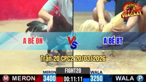 Tran 20 CPC2 20032026 Ua Da Chan Nao Cung Dam Que Cam Xe 1