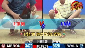 Trận 20 CPC2 21/03/2026 - Bướm Chấp Ngông Gặp Ngay Điều Cọp Đá Oí Chết Hết Cứu