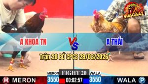 Trận 20 CPC3 28/03/2026 - Điều Cọp Đá Cựa Như Sam Xít Xanh Bít Cửa Ăn