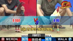 Trận 21 CPC2 20/03/2026 - Uá Đá Que Mấy Chân Thấy Ngon Que Đá Phản Lại Uá Té