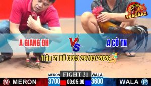 Trận 21 CPC3 29/03/2026 - Xanh Đá Chân Nào Cũng Đâm Đỏ Lọt Cựa Tốc Chạy