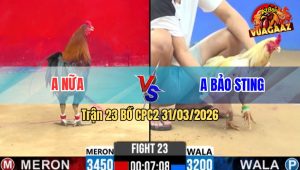 Trận 23 Bồ CPC2 31/3/2026 - Điều Đá Như Xe Đụng Đâm Bướm Hư Hết Hình Xỉu Tại Chỗ