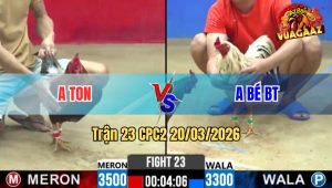 Trận 23 CPC2 20/03/2026 - Điều gá Cây Lưng nặng Đâm bướm Lọt Oí Tốc Chạy