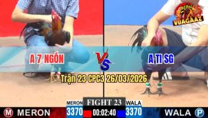 Trận 23 CPC3 26/03/2026 - Gà Đỏ Đá Như Cái Máy Điện Hạ Xanh Nhanh Gọn
